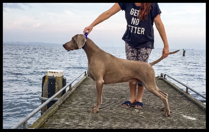 Grey Mim's - EUROPEAN DOG SHOW BRUSSELS 2016